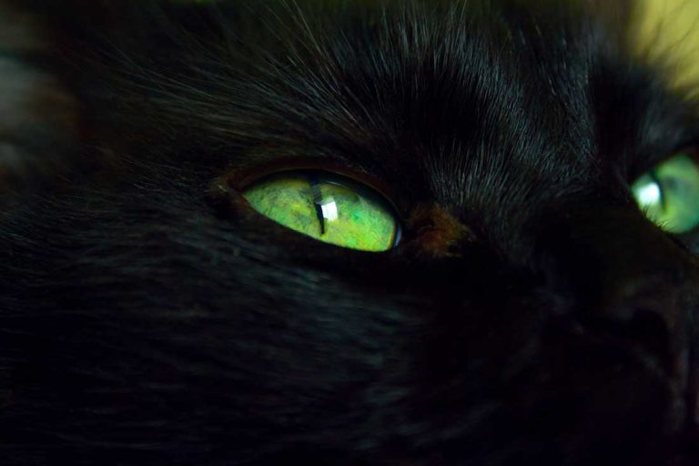 11 chats noirs aux yeux verts les plus mignons