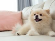 5 choses essentielles à savoir sur le Spitz nain choses essentielles à savoir sur le Spitz nain