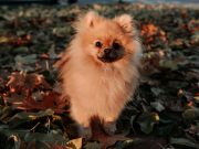 Les différentes races de chien Spitz différentes races de chien Spitz