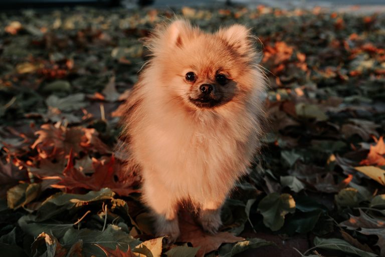 Les différentes races de chien Spitz