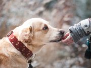 Comment savoir si vous avez une relation saine avec votre chien ? plus affectueux