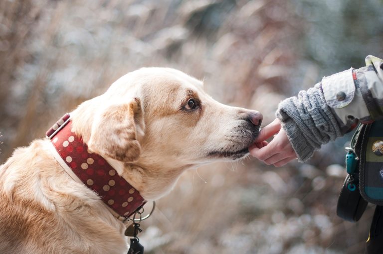Comment savoir si vous avez une relation saine avec votre chien ?