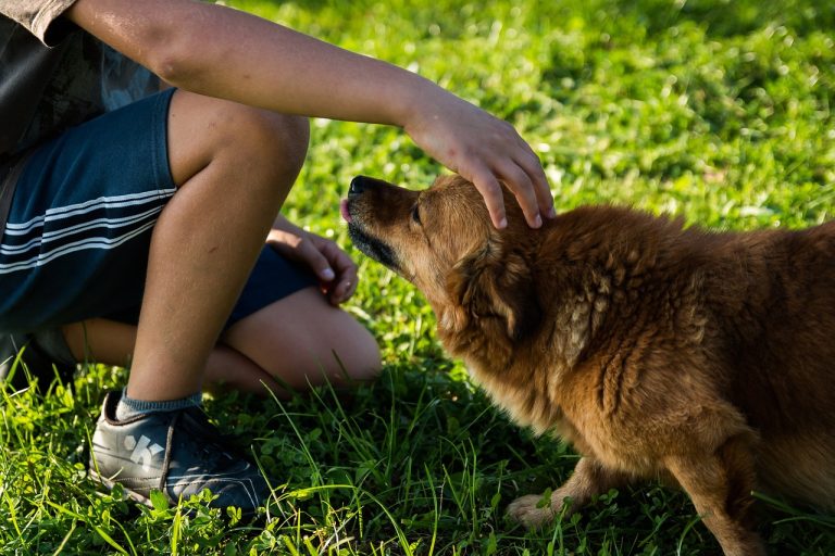 Comment rendre mon chien plus affectueux ?