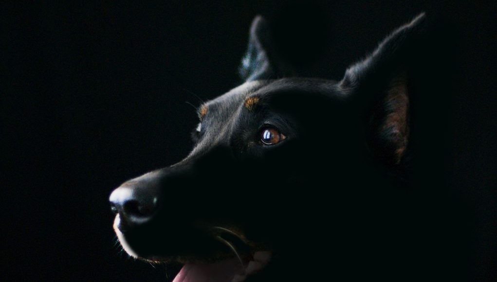 Un chien peut-il voir dans le noir ?