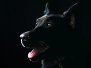 Un chien peut-il voir dans le noir ? Un chien peut-il voir dans le noir ?
