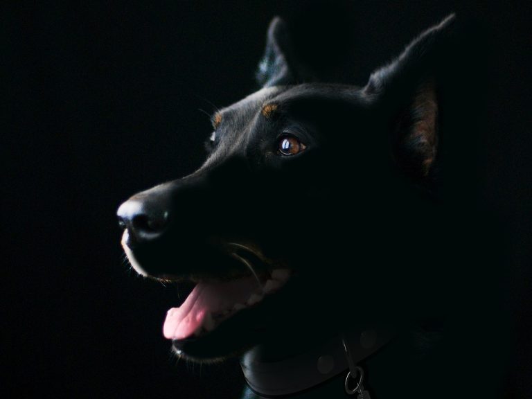 Un chien peut-il voir dans le noir ?