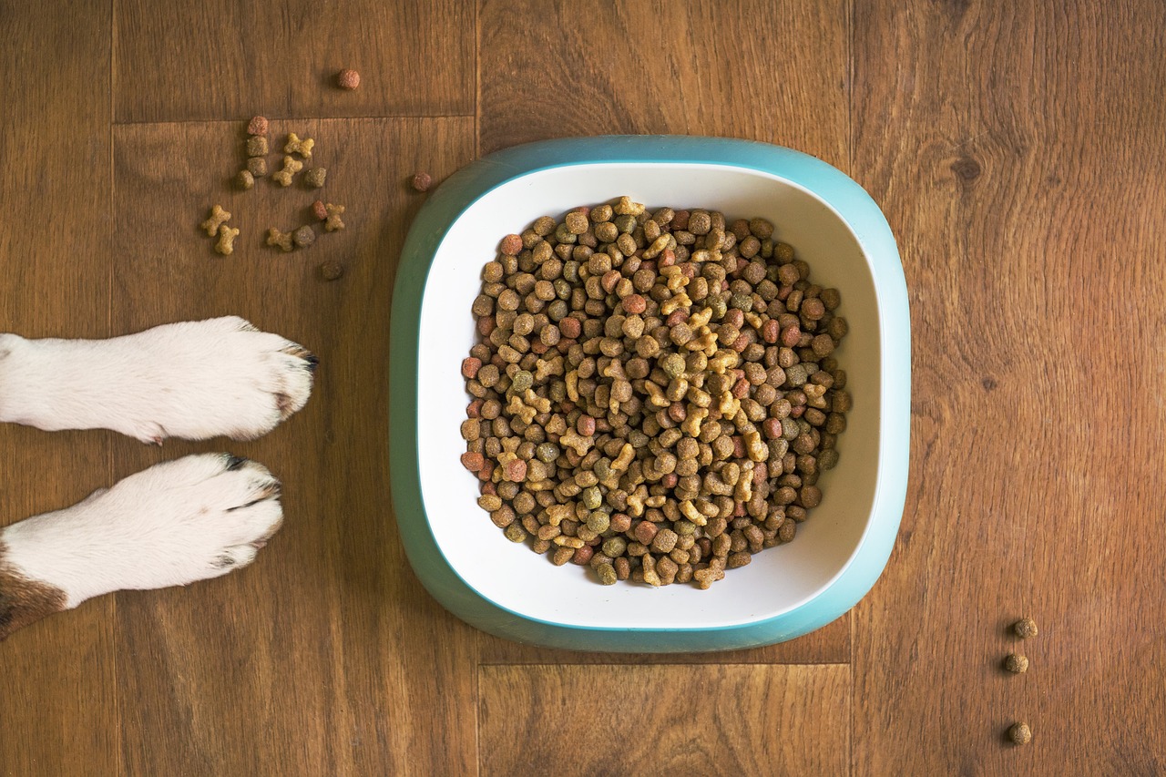 Une alimentation équilibrée pour aider son chien à bien vieillir