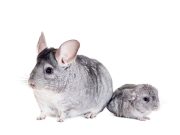 Quelle est la durée de vie d’un chinchilla ? Quelle est la durée de vie d'un chinchilla