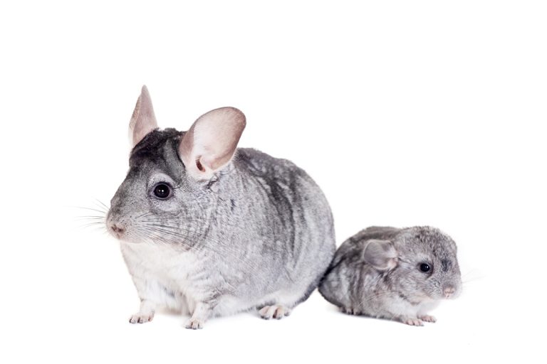 Quelle est la durée de vie d’un chinchilla ?