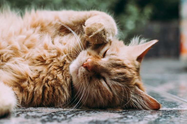 Les gestes bizarres que votre chat fait tous les jours