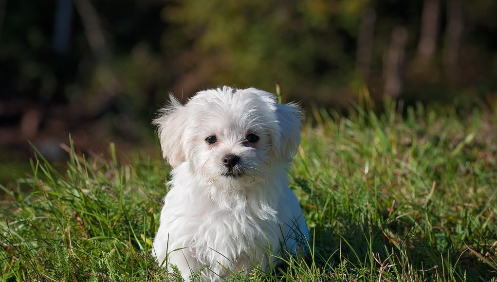 Comment calculer l'âge d'un chien en âge humain ?