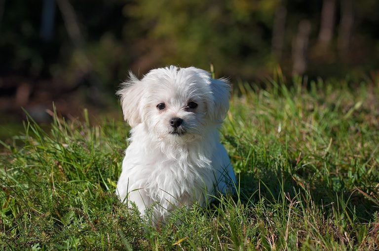Comment calculer l’âge d’un chien en âge humain ?