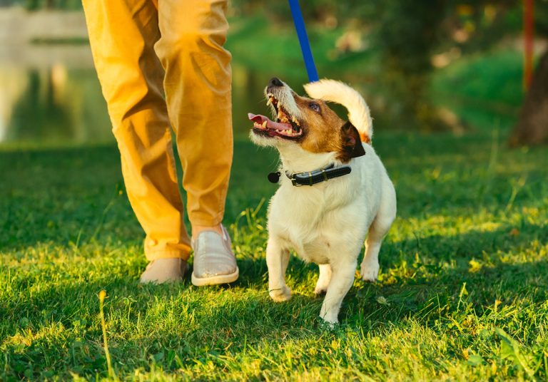 Les 6 meilleurs endroits pour se promener avec son chien