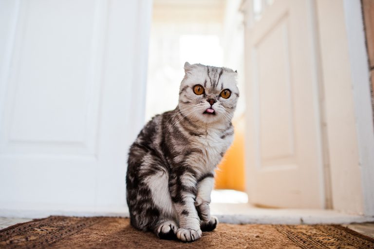 Quels sont les objets de la maison que les chats détestent ?