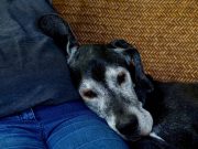 Comment aider son chien à bien vieillir ? Comment aider son chien à bien vieillir ?