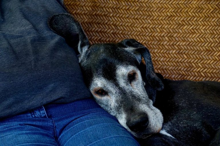 Comment aider son chien à bien vieillir ?