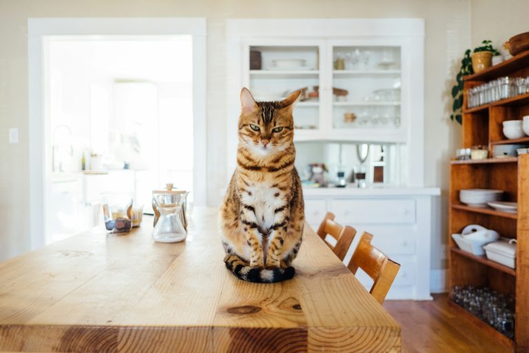 Les 5 plats faits maison préférés de votre chat