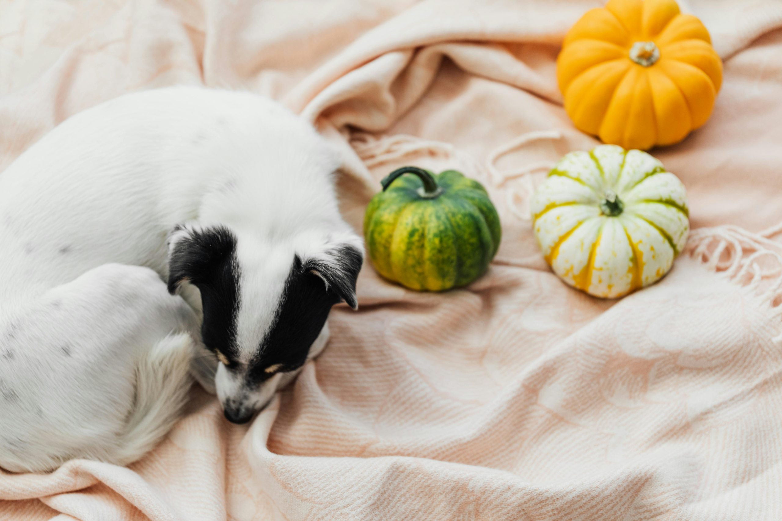 La citrouille parmi les légumes préférés des chiens