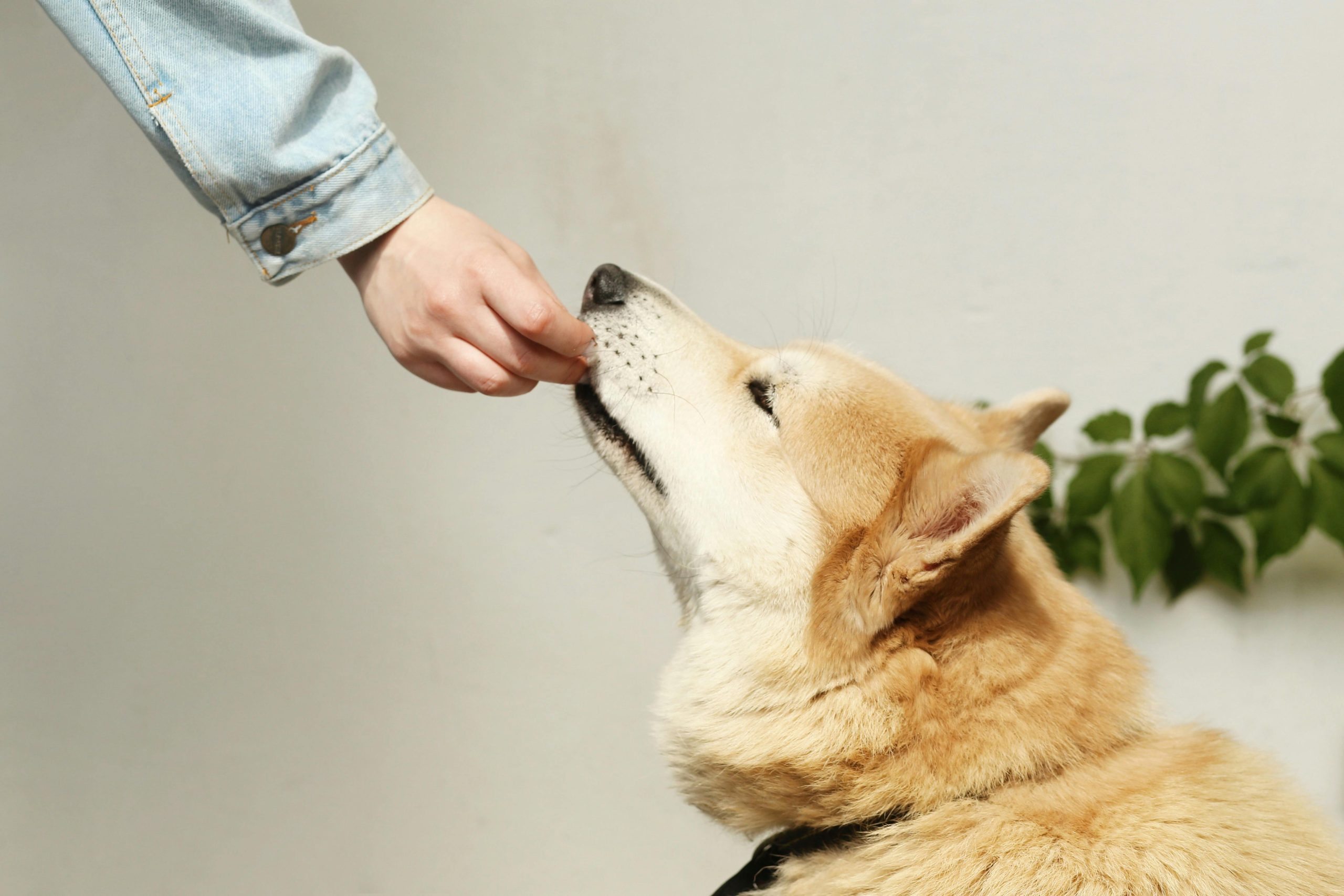 Les carottes, légumes préférés des chiens