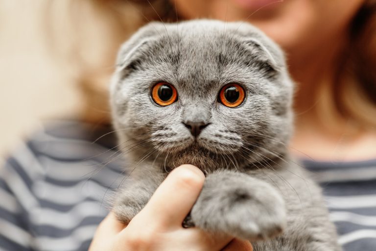 Les 9 races de chat à tête plate ou aplatie