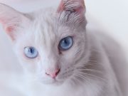 Les races de chat blancs aux yeux bleus