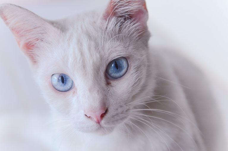 Les races de chat blancs aux yeux bleus