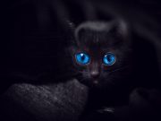 Les races de chat noirs aux yeux bleus races de chat blancs aux yeux bleus