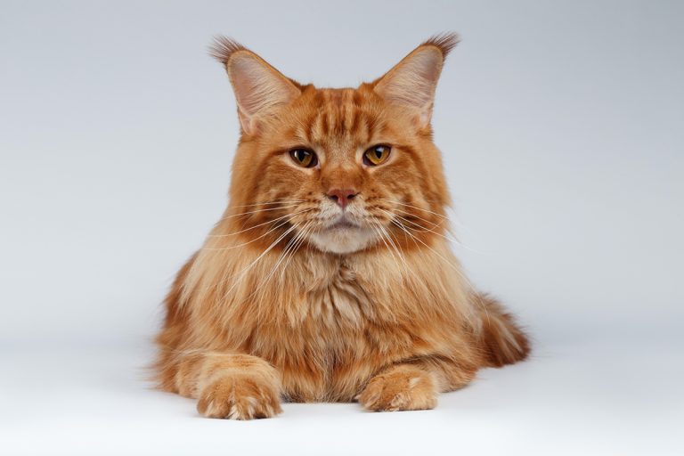 Les races de chat au pelage roux