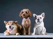 15 races de chiens pesant entre 10 et 15 kilos