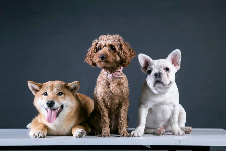 15 races de chiens pesant entre 10 et 15 kilos