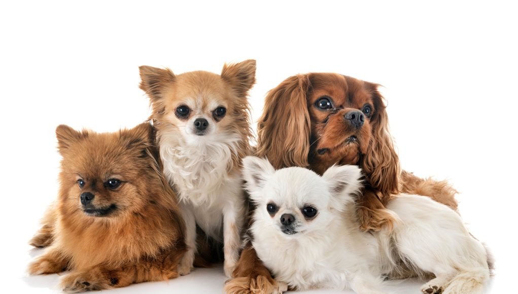 races de chien pesant entre 5 et 10 kilos