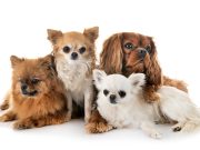 Les races de chiens pesant entre 5 et 10 kilos races de chien pesant entre 5 et 10 kilos