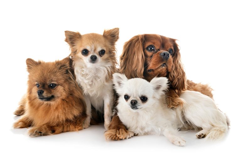 Les races de chiens pesant entre 5 et 10 kilos