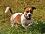 Les races de chien terrier : Des compagnons pleins de vie races de chien terrier