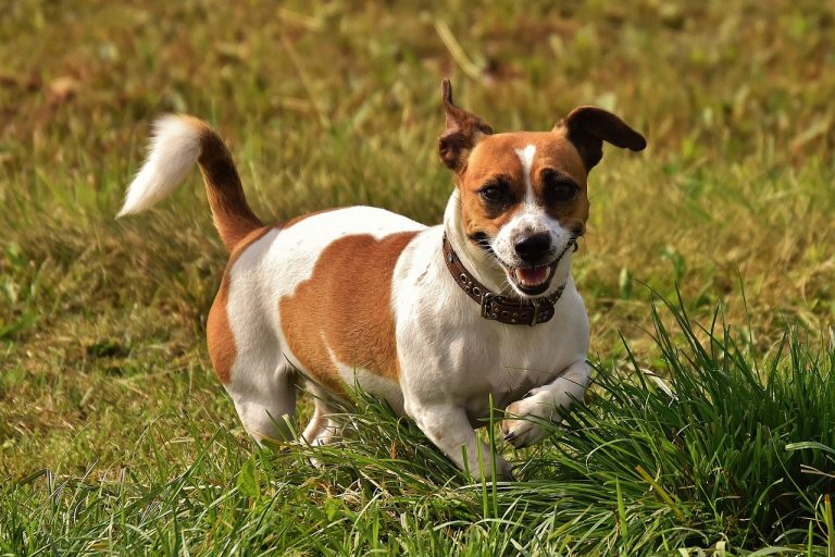 Les races de chien terrier : Des compagnons pleins de vie