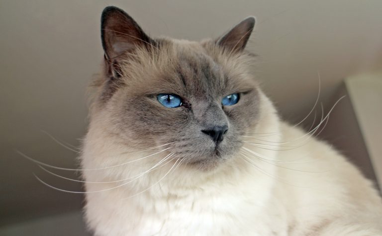 Le Sacré de Birmanie : Caractère et alimentation de la race