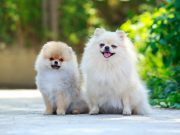 Est-ce que le Spitz nain aboie beaucoup ? Spitz nain aboie beaucoup