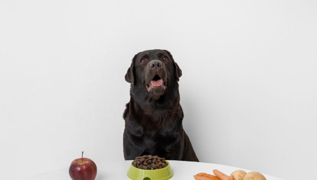 6 aliments indispensables pour votre chien