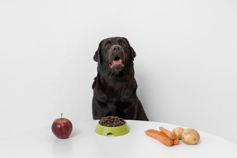 6 aliments indispensables pour le bien-être votre chien