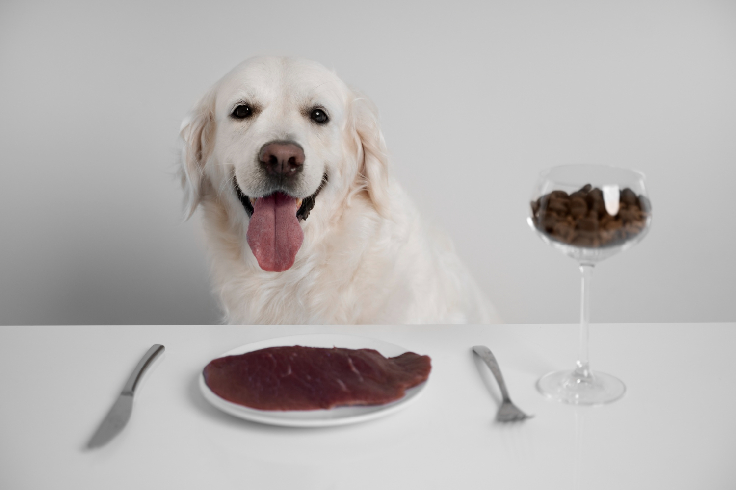 viandes : aliments indispensables pour votre chien