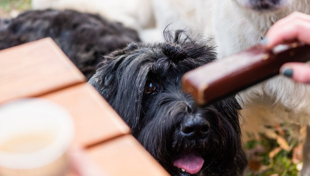 aliments interdits pour les chiens