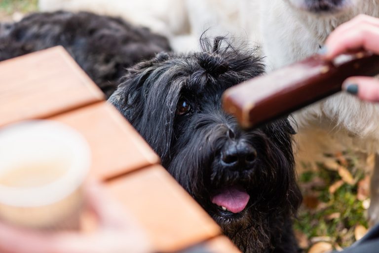 Les 10 aliments interdits pour les chiens