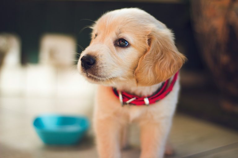 Le sevrage du chiot : étapes essentielles et conseils pratiques