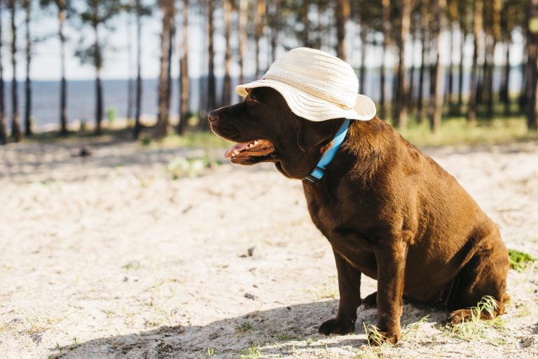 Reconnaître les signe que votre chien ne supporte pas la chaleur