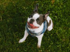 Comprendre les émotions de votre chien émotions de votre chien