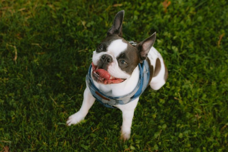 Comprendre les émotions de votre chien