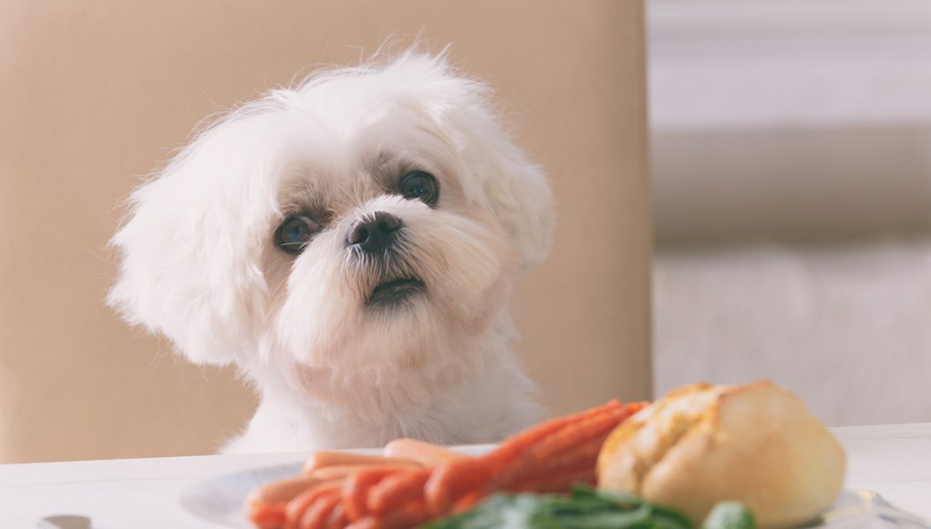 légumes préférés des chiens