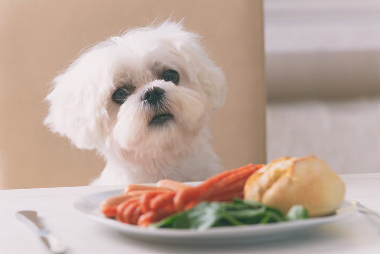Quels sont les légumes préférés des chiens ?