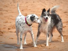 Voici les 9 jeux à la plage à faire avec votre chien jeux à la plage