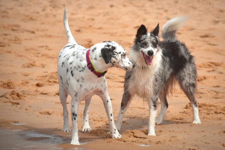 Voici les 9 jeux à la plage à faire avec votre chien